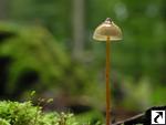 Mycena crocata