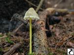 Mycena epipterygia