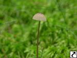 Mycena galopus