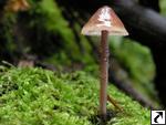 Mycena haematopus