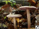 Mycena pelianthina