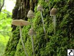 Mycena polygramma