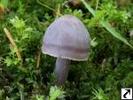 Mycena pura