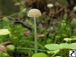 Mycena rorida