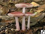 Mycena rosea