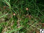 Mycena sanguinolenta