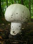 Agaricus macrosporus