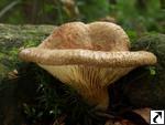 Paxillus filamentosus