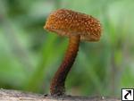 Phaeomarasmius erinaceus