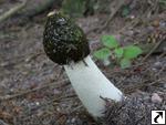 Phallus impudicus
