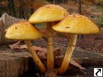 Pholiota cerifera