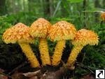 Pholiota flammans