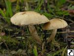 Pholiota gummosa