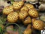 Pholiota jahnii