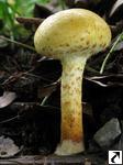 Pholiota lucifera