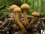 Pholiota squarrosa