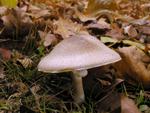 Agaricus phaeolepidotus