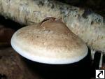 Piptoporus betulinus