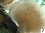 Pleurotus cornucopiae