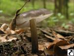 Pluteus cervinus