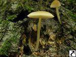 Pluteus chrysophaeus