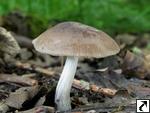 Pluteus cinereofuscus