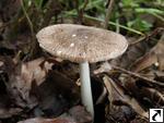 Pluteus ephebeus