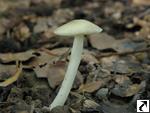 Pluteus inquilinus