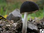 Pluteus pallescens