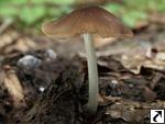 Pluteus phlebophorus