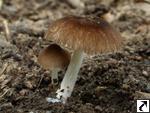 Pluteus podospileus