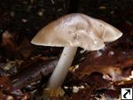 Pluteus pouzarianus