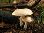 Agaricus silvaticus