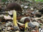 Pluteus romellii