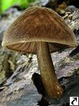 Pluteus umbrosus
