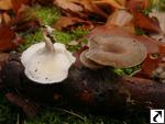 Polyporus brumalis