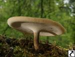 Polyporus ciliatus