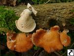 Polyporus mori