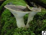 Polyporus tuberaster