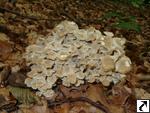 Polyporus umbellatus