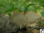 Polyporus varius