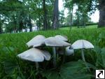 Psathyrella candolleana