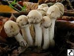 Psathyrella cotonea