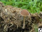 Psathyrella hirta