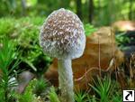 Psathyrella olympiana