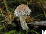 Psathyrella sacchariolens