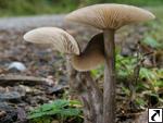 Pseudoclitocybe cyathiformis