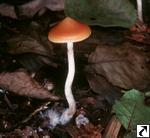 Psilocybe azurescens