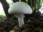 Agaricus xanthoderma