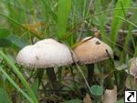 Psilocybe crobula